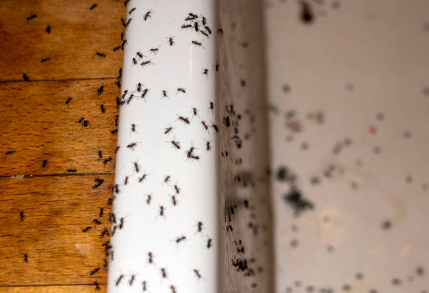 Reliable Wimberley, TX Pest Control Solutions