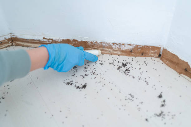 Wildlife Control Services in Wimberley, TX